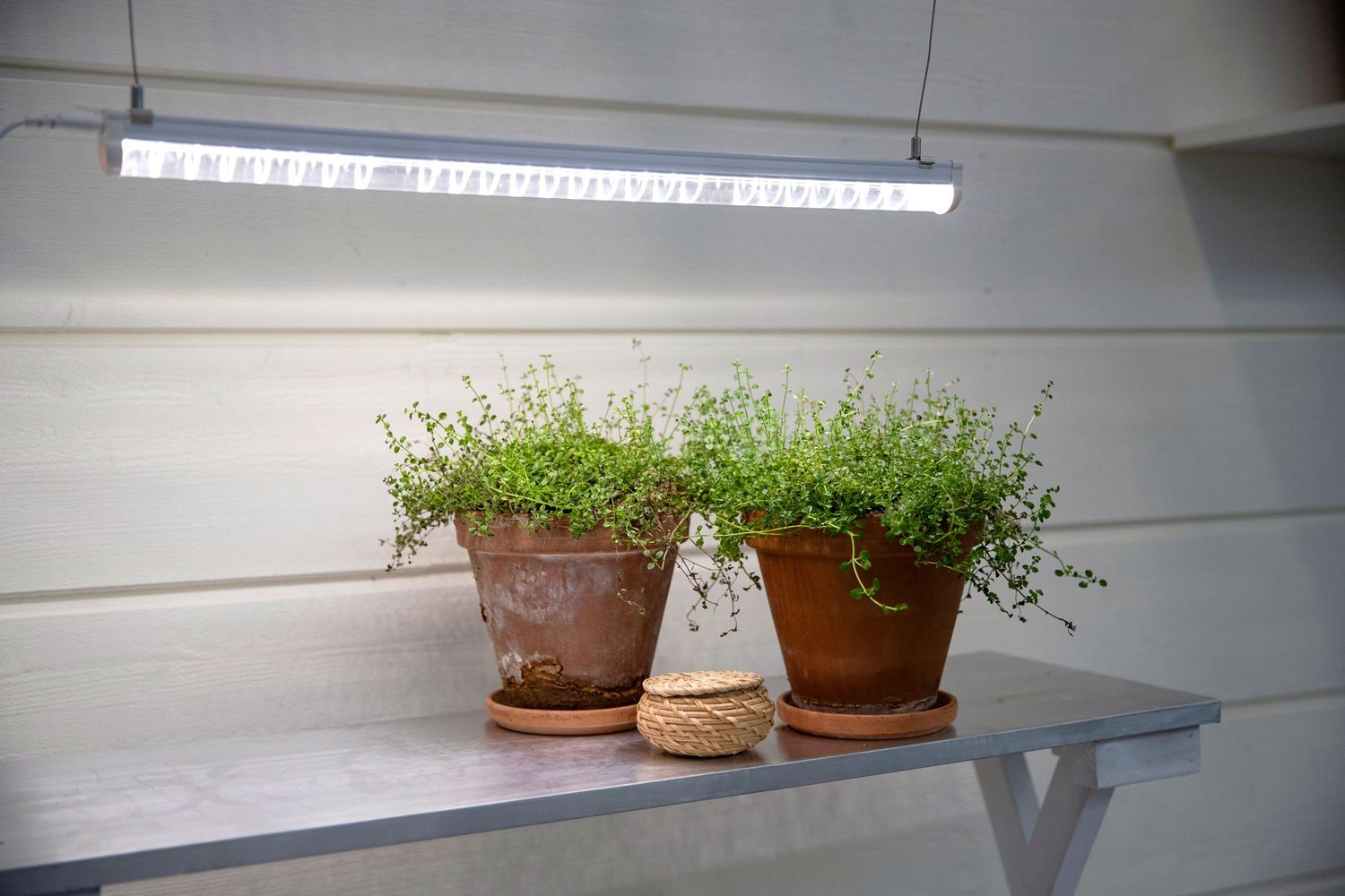 Two terracotta pots with thriving herbs under grow lights on a white shelf.