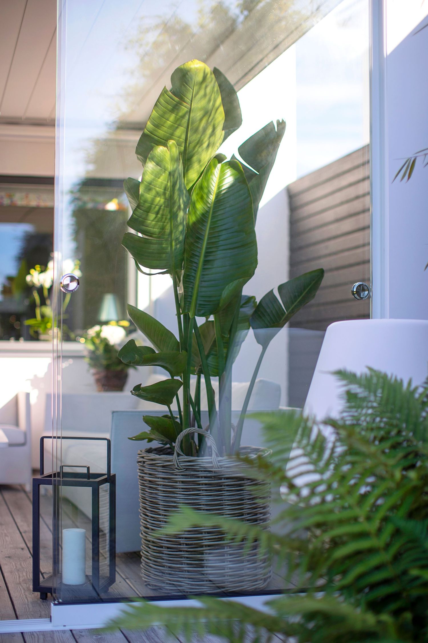 Lush green tropical plant in a modern woven planter on a sun-lit patio deck with outdoor decor.