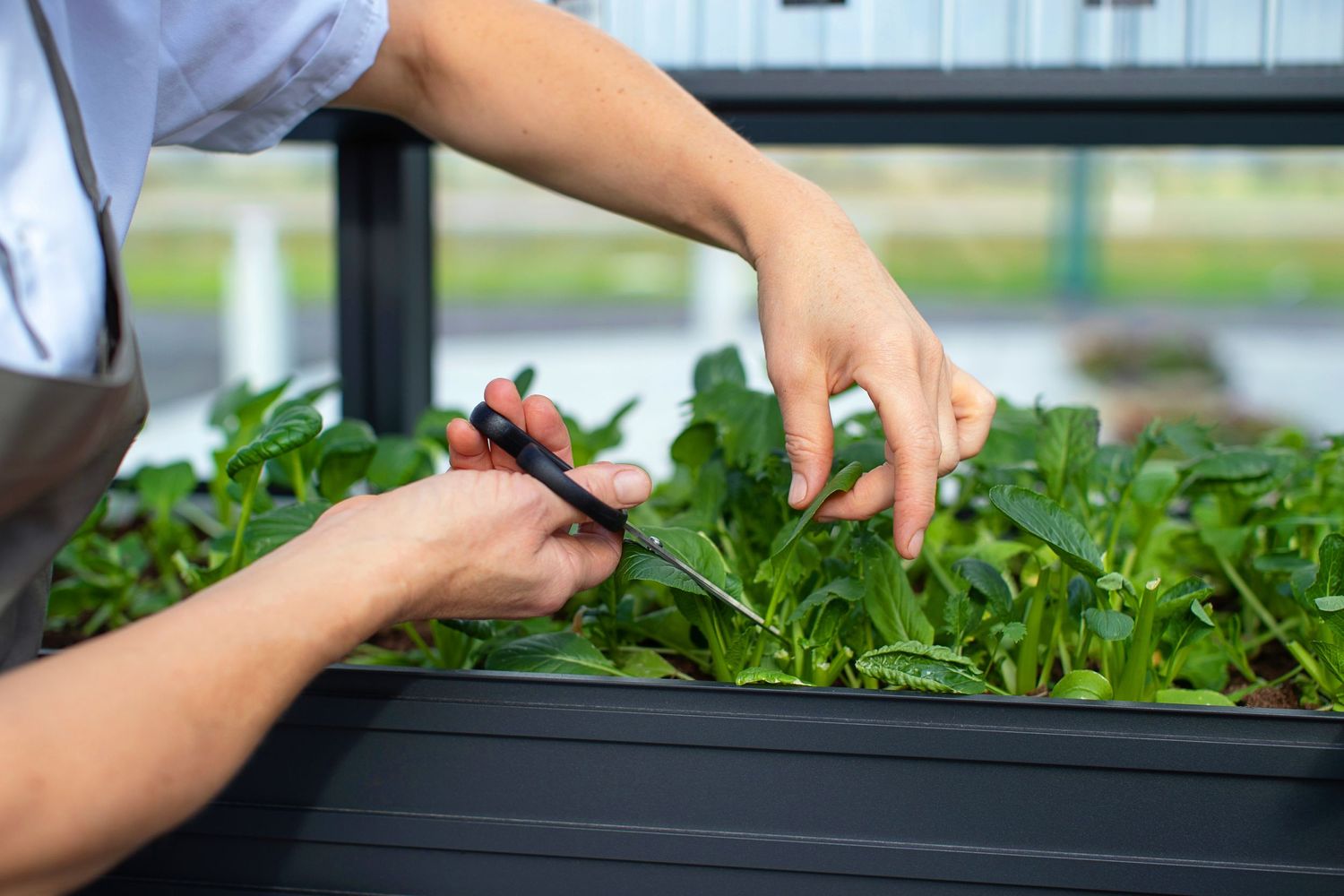 Hands trimming fresh green microgreens in a greenhouse.