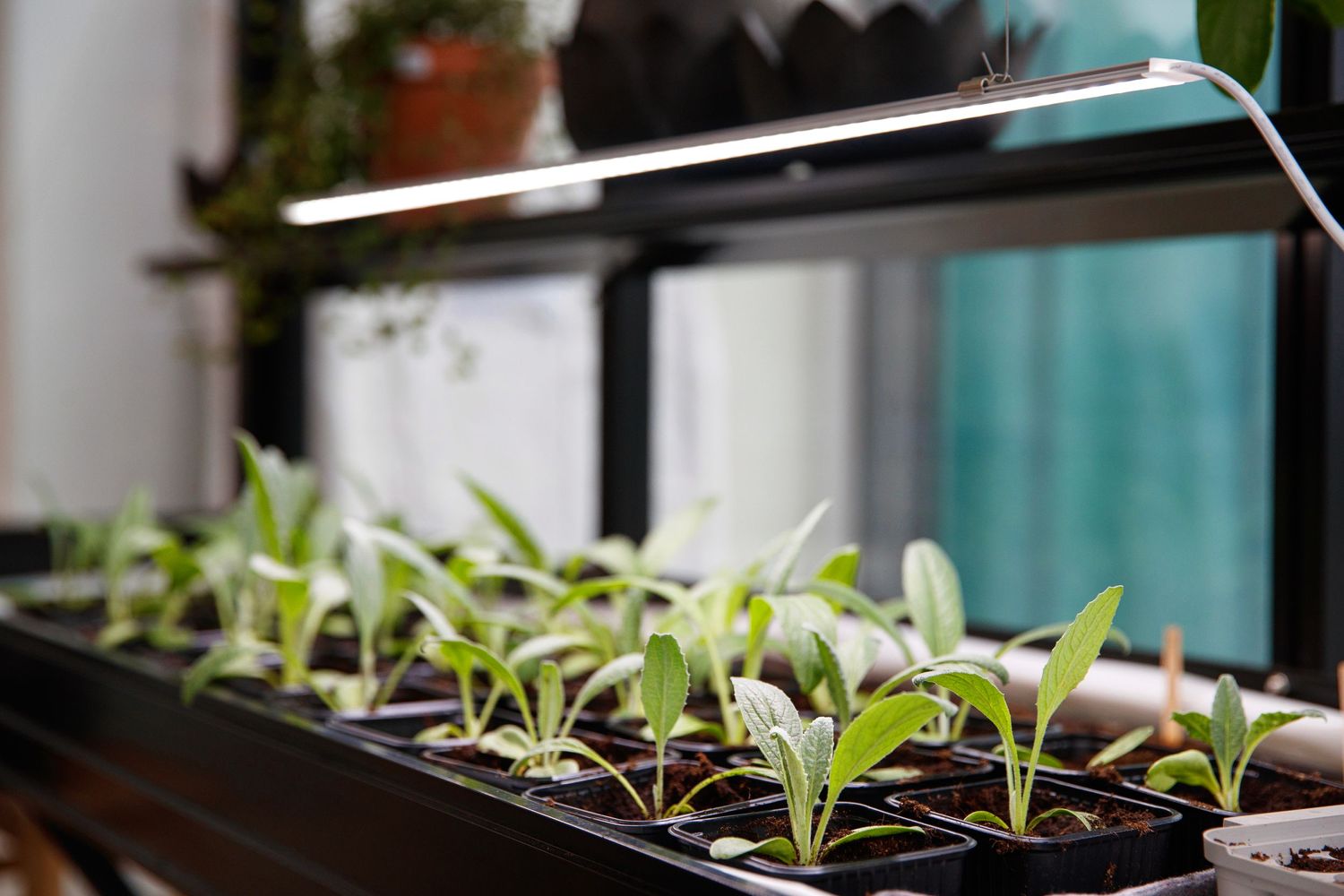 Young seedlings growing in a black planter under grow lights in an indoor garden setup.