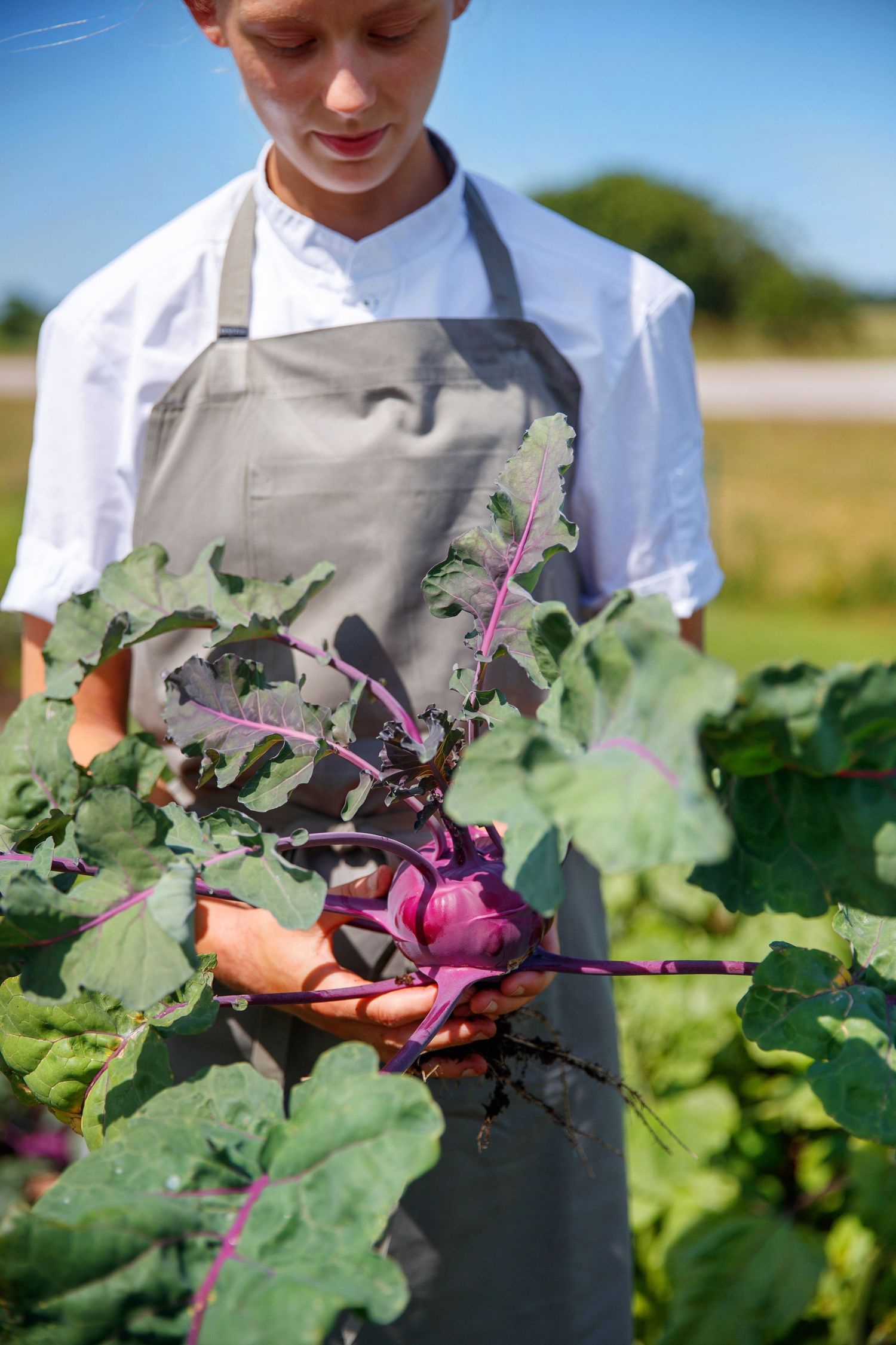 Fresh purple kohlrabi being harvested from a lush vegetable garden.