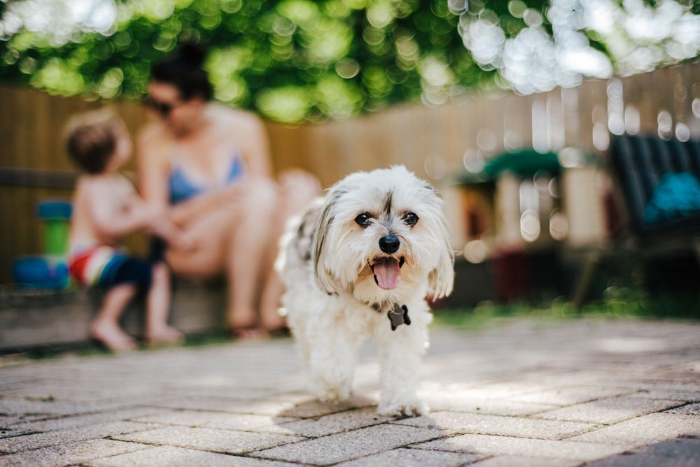 A small white fluffy dog running happily on a patio with blurred figures in the background.
