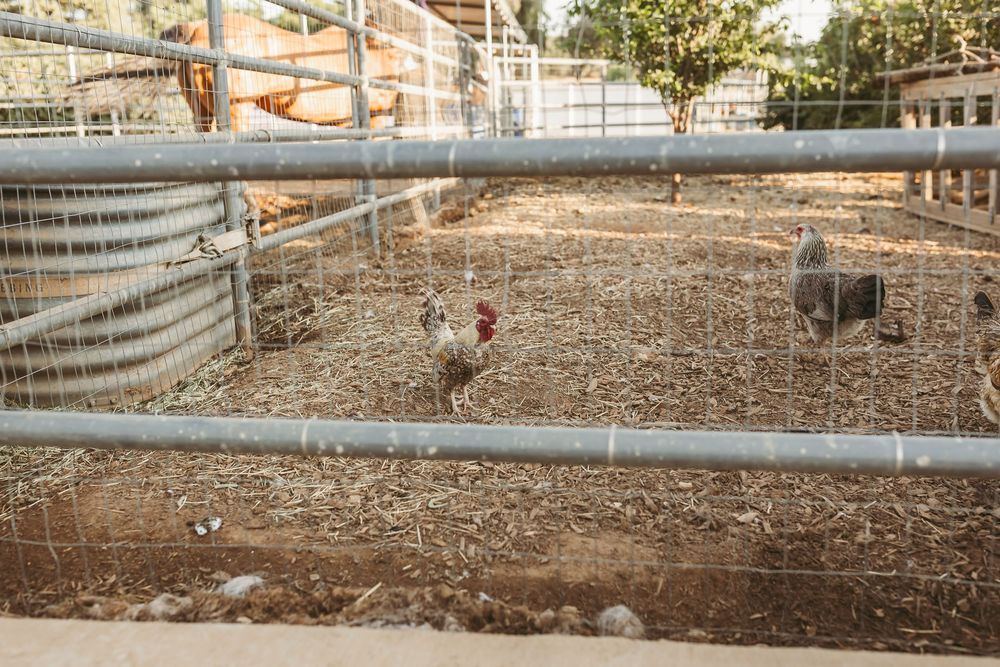 Rooster walking in a fenced enclosure with dirt ground and metal barriers.