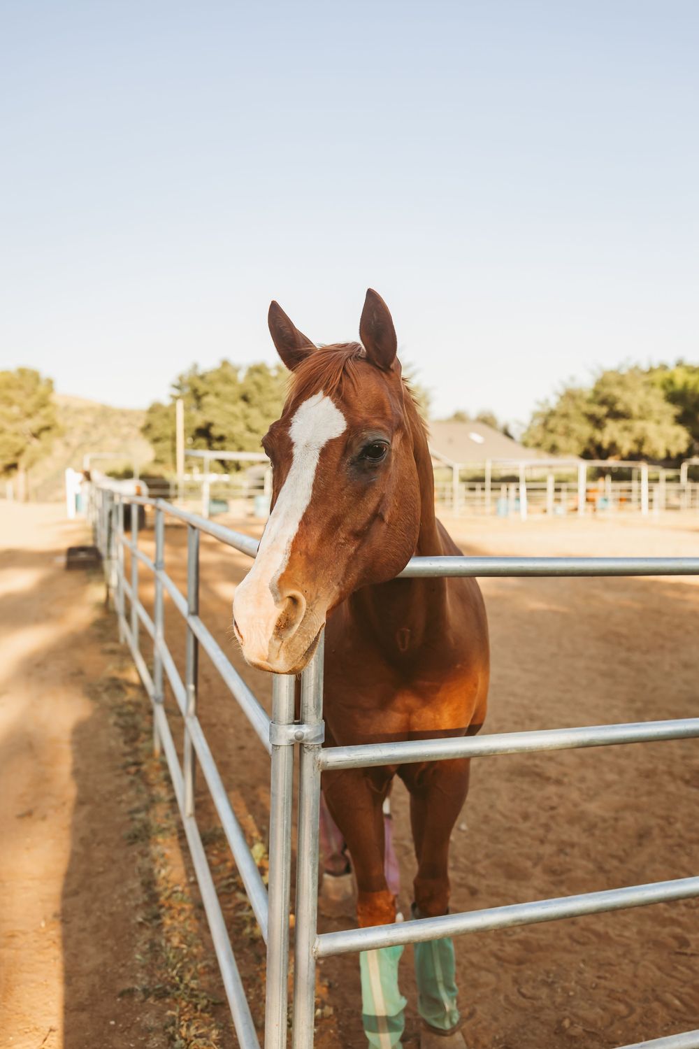 A side view sequence showing a brown horse standing near a white fence in a paddock during golden hour.