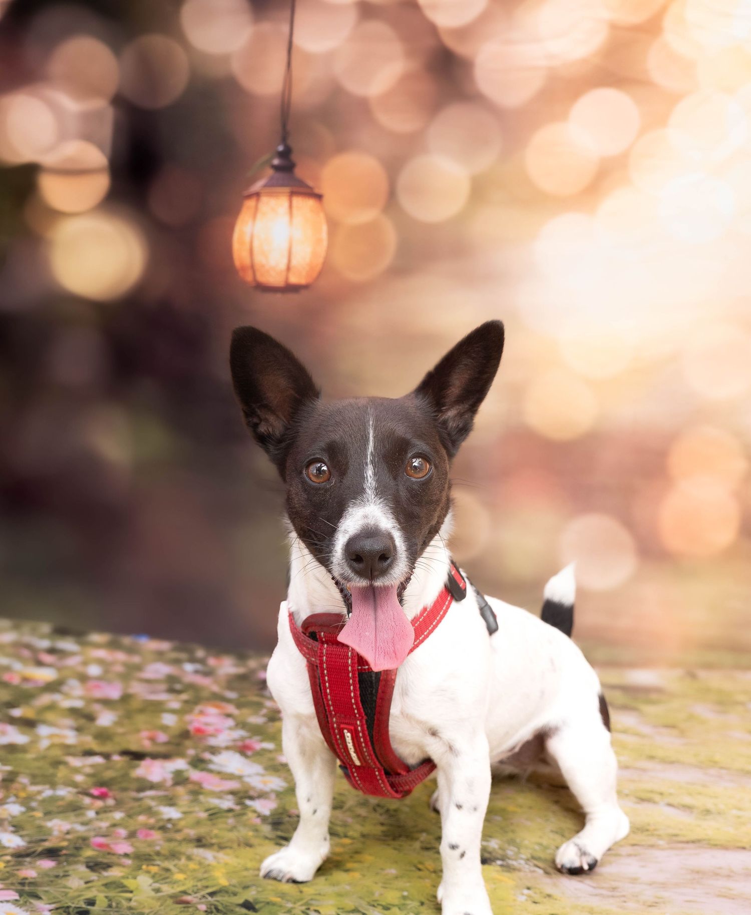 Mad Hatter Event Derbyshire Shipley Country Part Pet Baby Photography