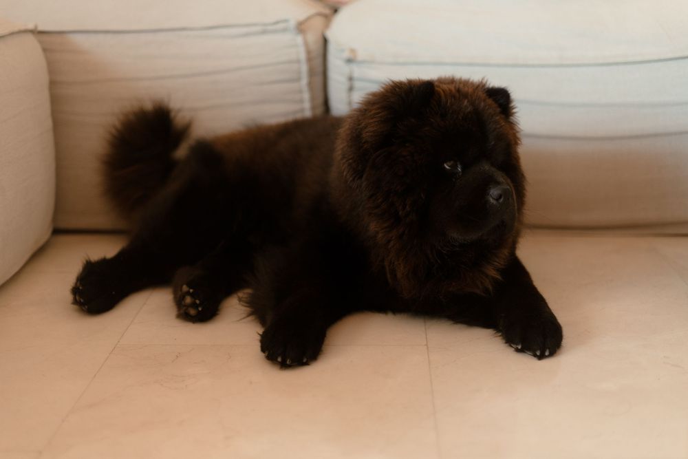 A black cat lounges comfortably on a white surface while looking towards the camera.