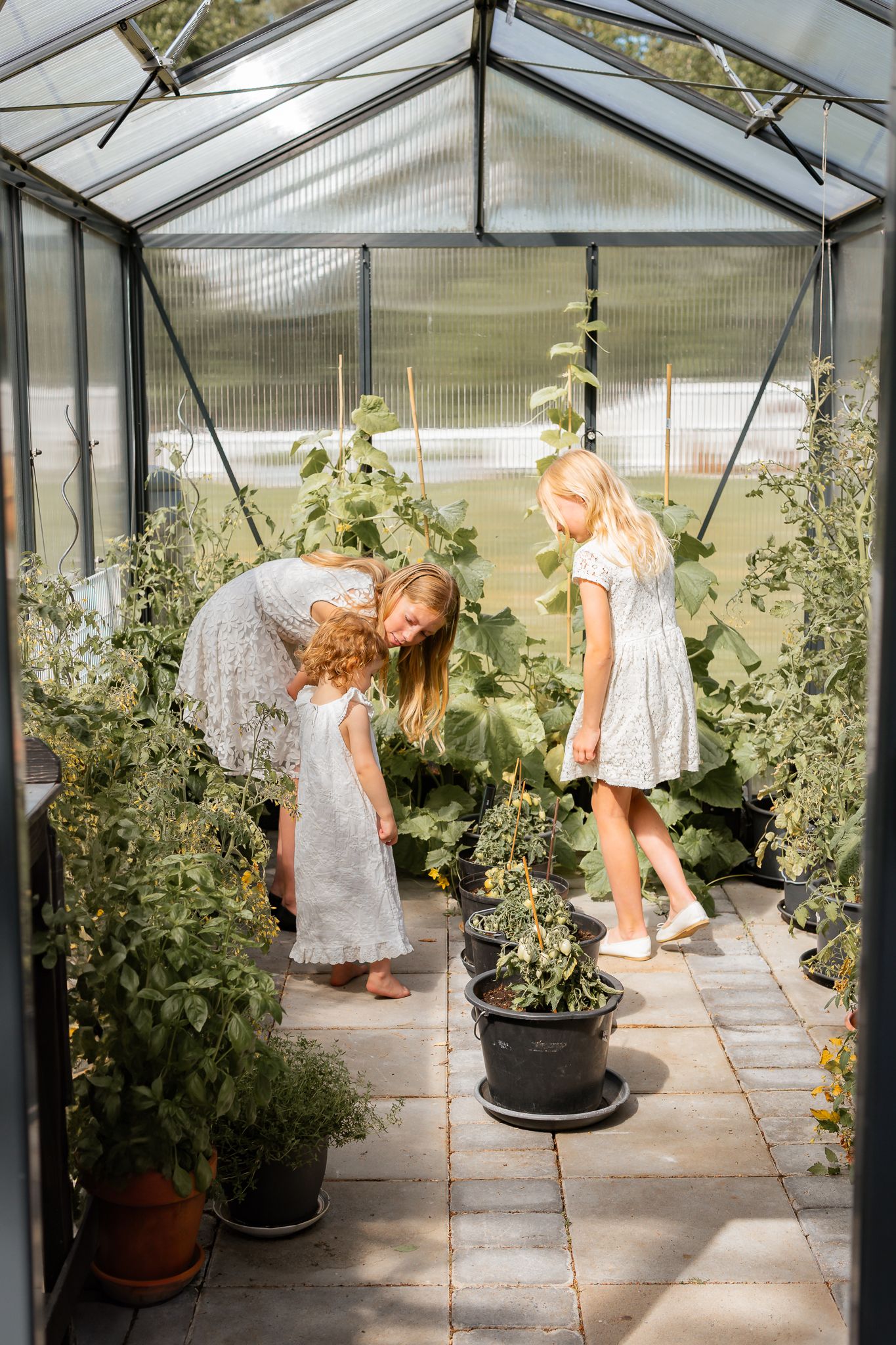 Tre tjejer i vita spetsklänningar utforskar trädgårdens växthus en solig sommardag. Familjefotograf, Umeå, Fotograf, Västerbotten