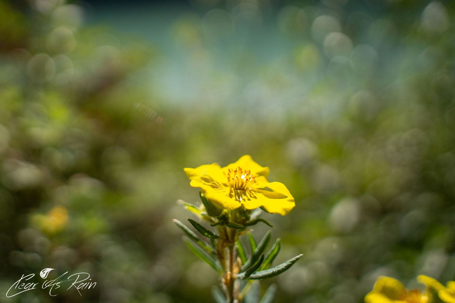 A bright yellow wildflower blooms in sharp focus against a soft, dreamy bokeh background of green foliage.