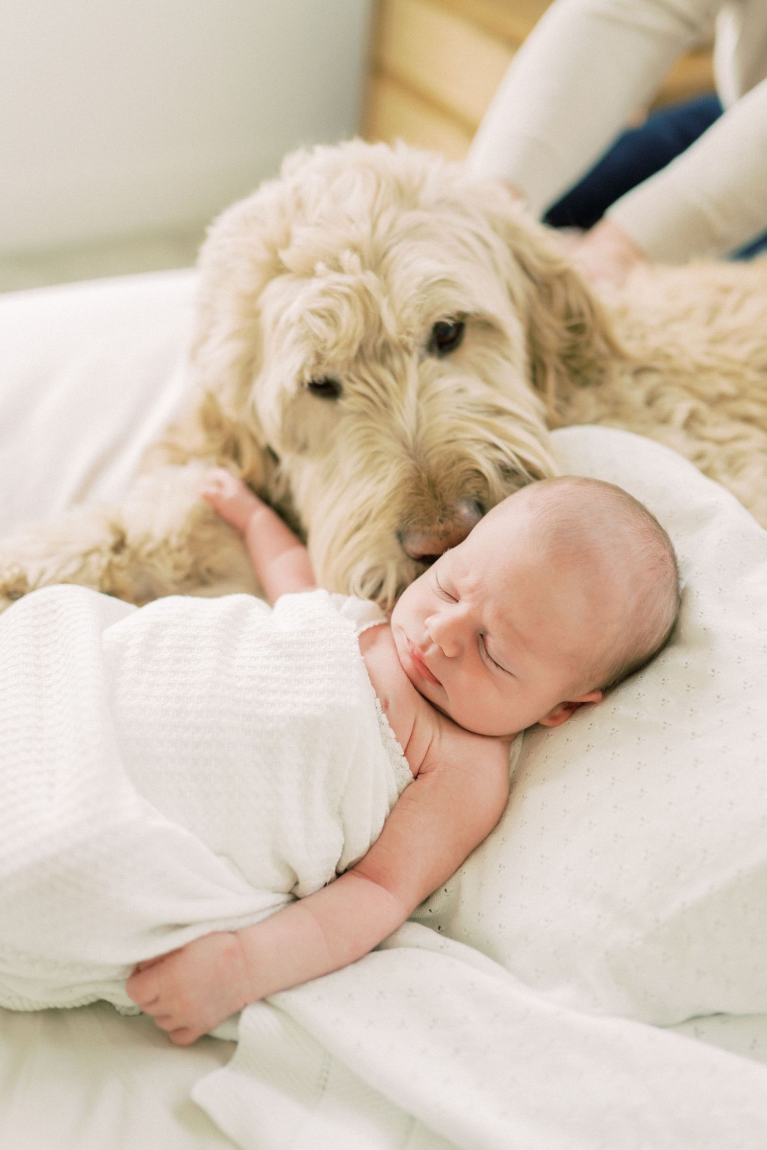 A gentle goldendoodle dog lovingly watches over a sleeping baby wrapped in white on a cozy bed.