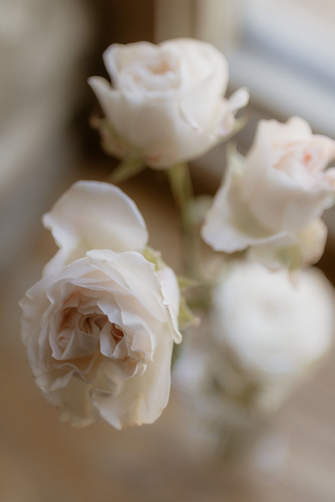 Delicate white roses in soft focus with dreamy bokeh effect.