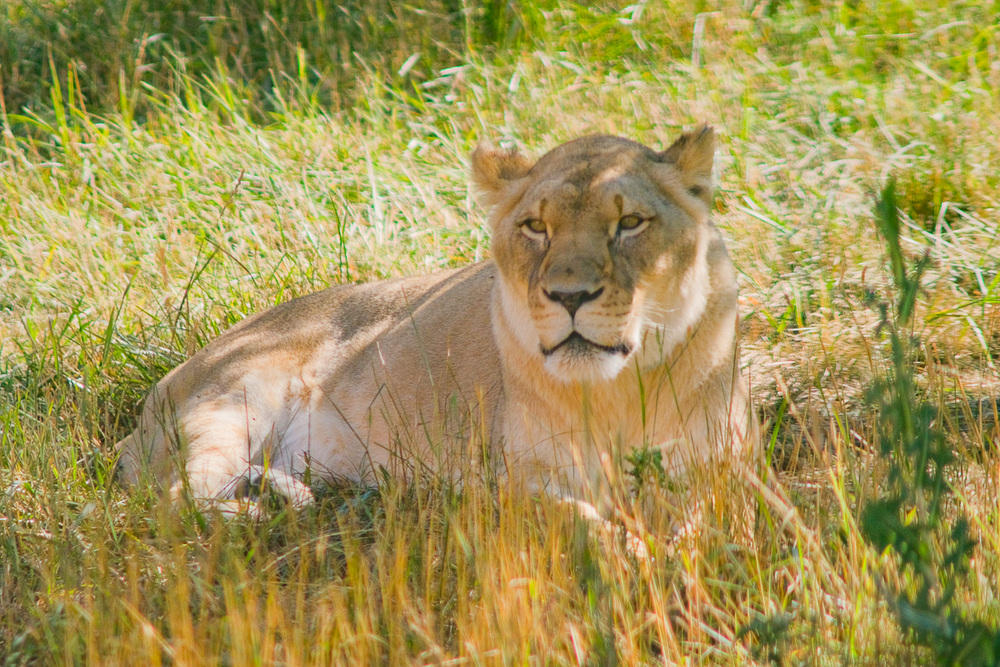 fort-wayne-childrens-zoo-indiana-lion-africa-kris-gay-photographer-copyright-2024