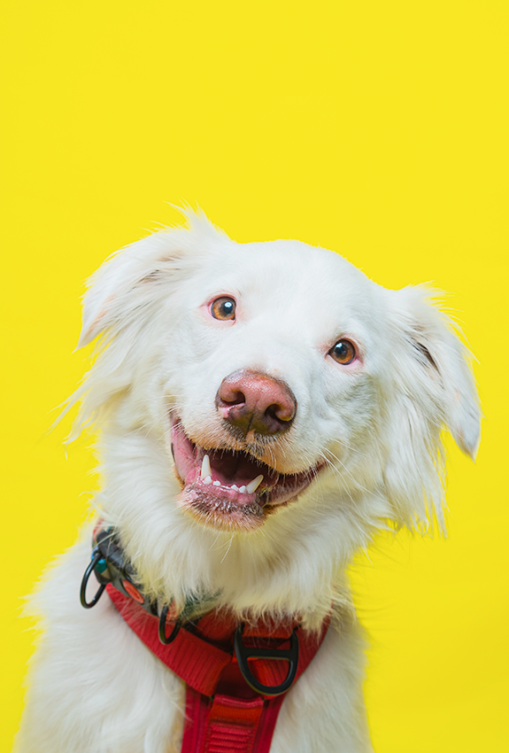 A white fluffy dog wearing a red harness smiles joyfully against a yellow background.