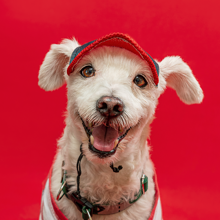 A white scruffy dog wearing a red cap smiles at the camera against a red background.