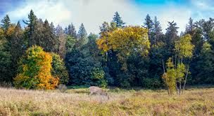 Campbell valley park offers tall grass, large field, forest and trail walk, pond and a lot of nature. Perfect place for family photography.
