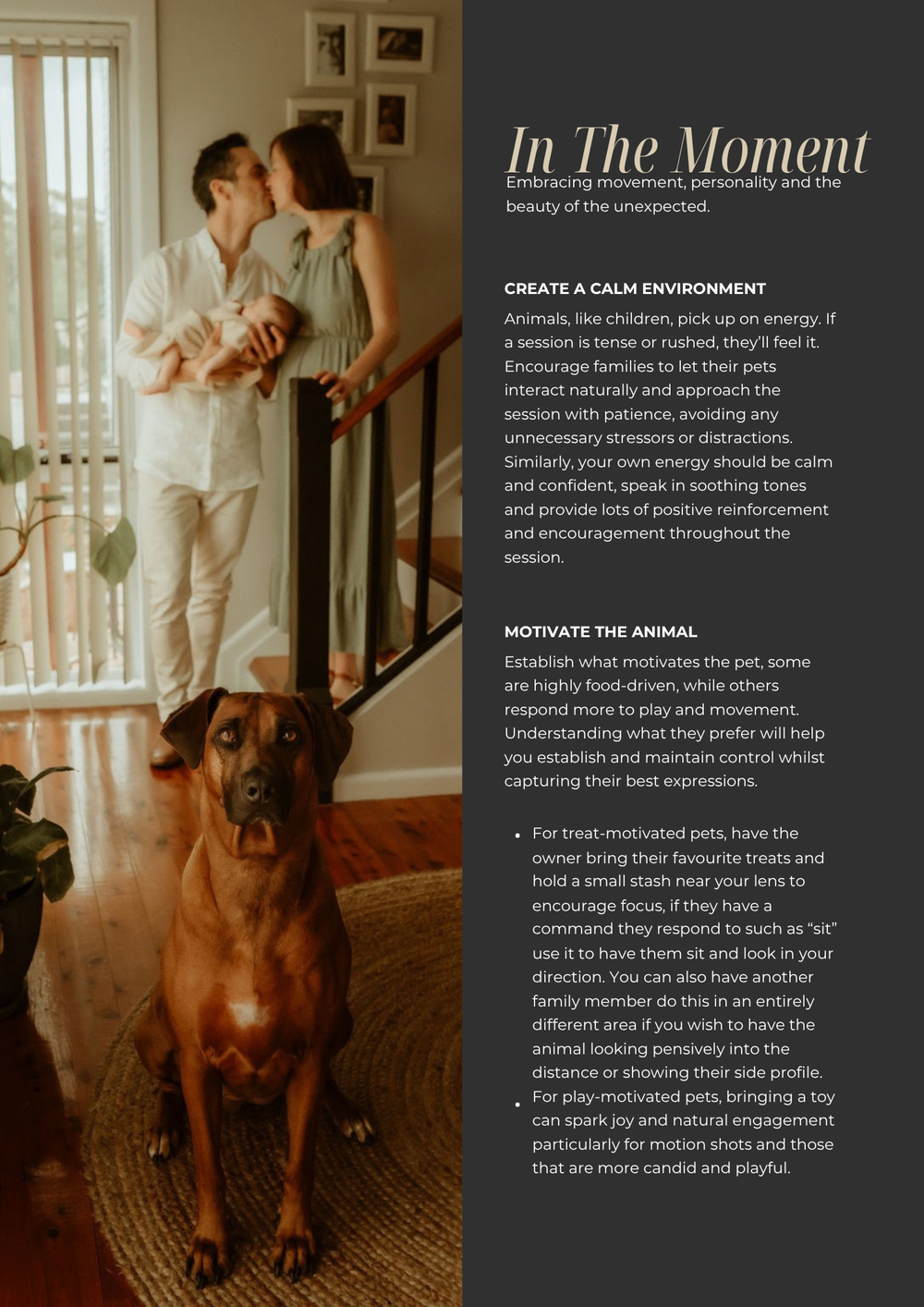 A brown pitbull dog poses for a photoshoot against a white background with text overlays about professional pet photography.