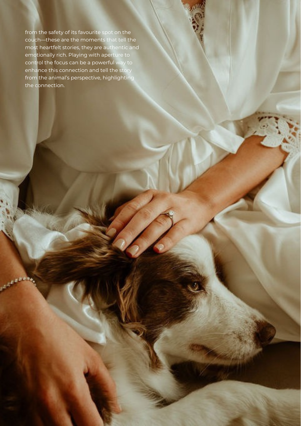 Close-up photo series showing gentle hands petting a brown and white dog while wearing a white shirt.