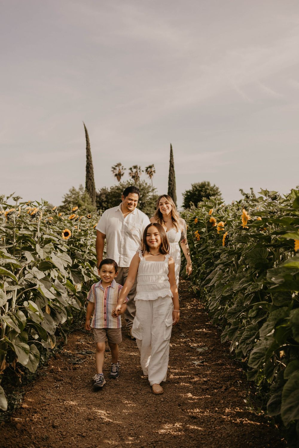 People walking through a beautiful sunflower field at sunset with tall cypress trees in the background.
