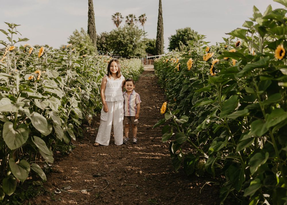Two figures stand in a rustic garden path lined with tall sunflowers and cypress trees at sunset.
