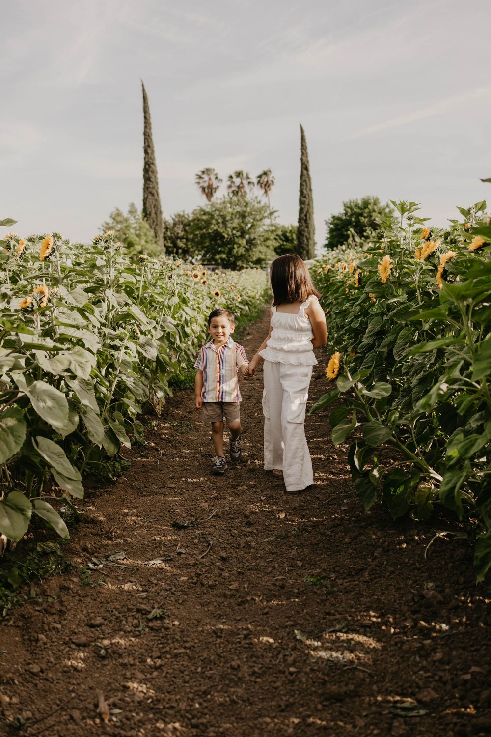 A couple walks through rows of vibrant sunflowers in a beautiful rustic field with cypress trees in the distance.