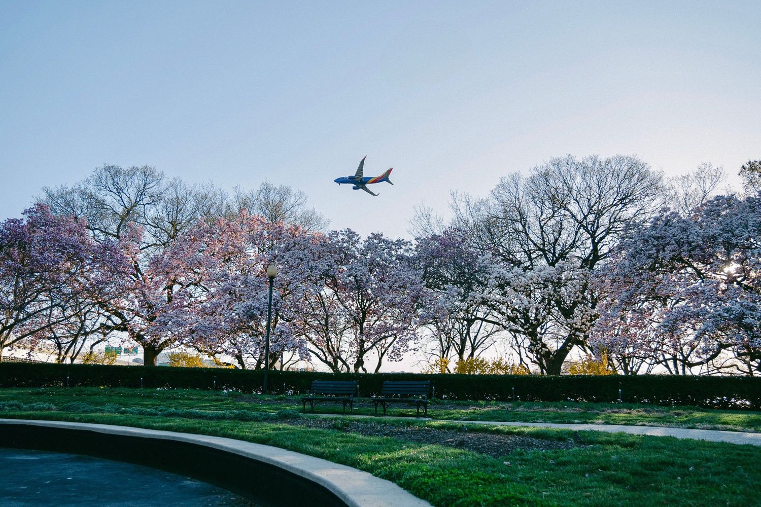 Airplane silhouette flies over cherry blossom trees at dusk along a curved path.