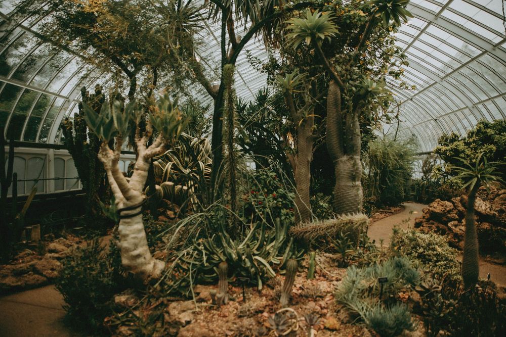 Interior view of a greenhouse conservatory with tropical plants, tall trees and sunlight filtering through glass panels.