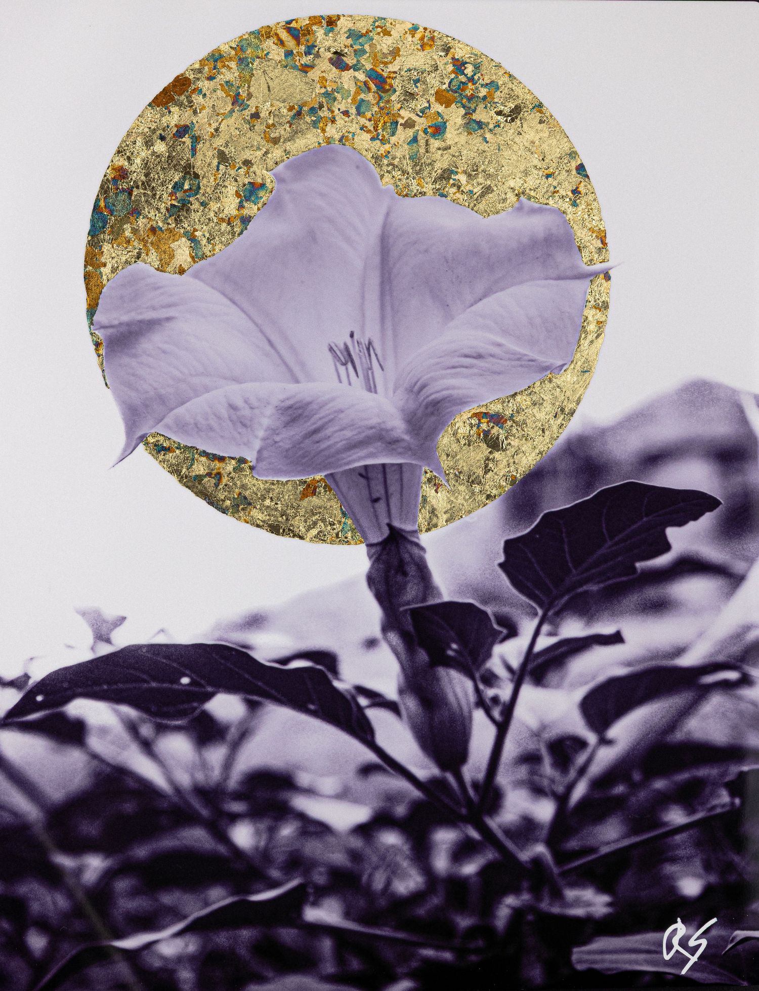 Purple flower bloom against dark foliage with golden circular backdrop.