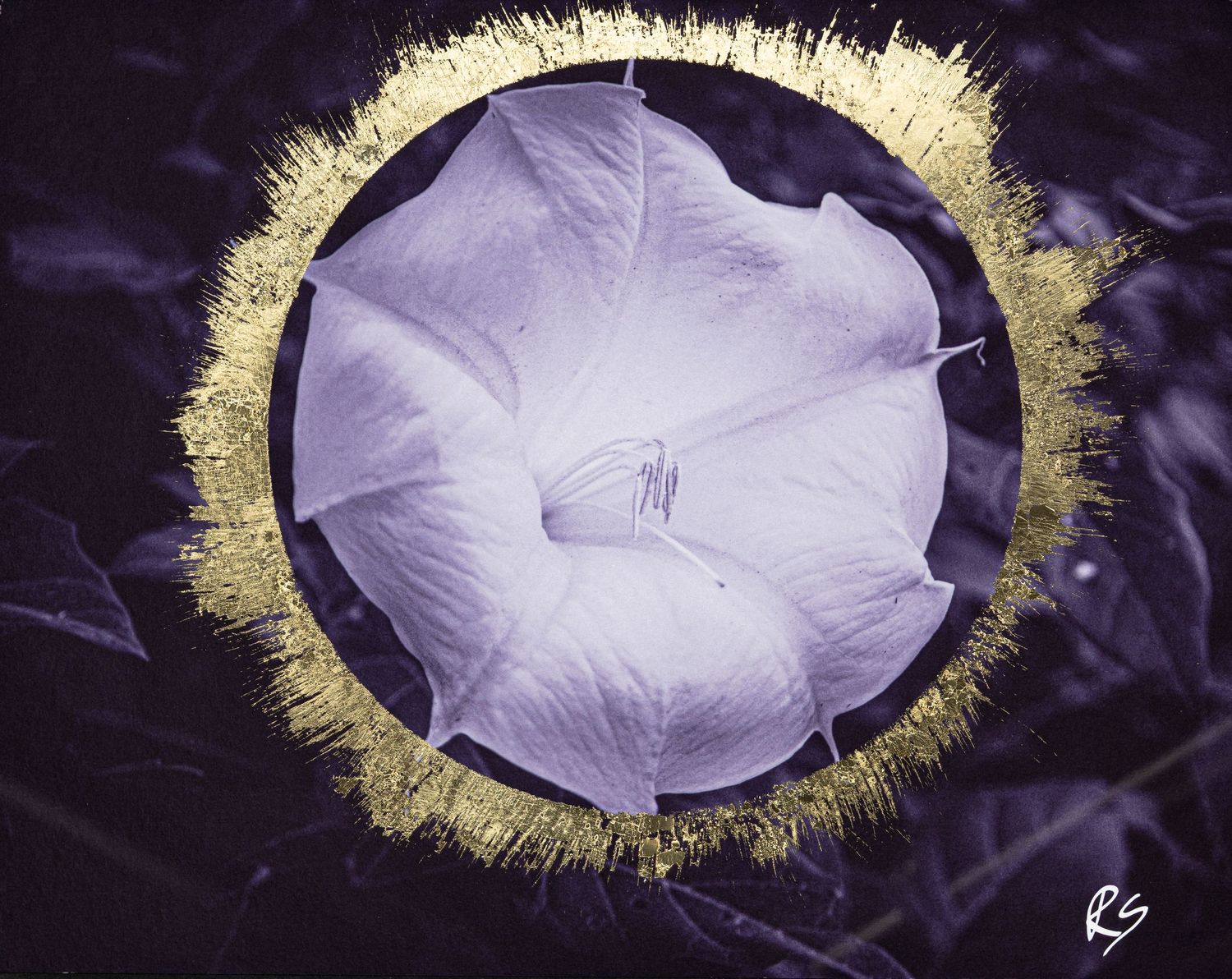 Purple flower with golden halo effect against dark background.
