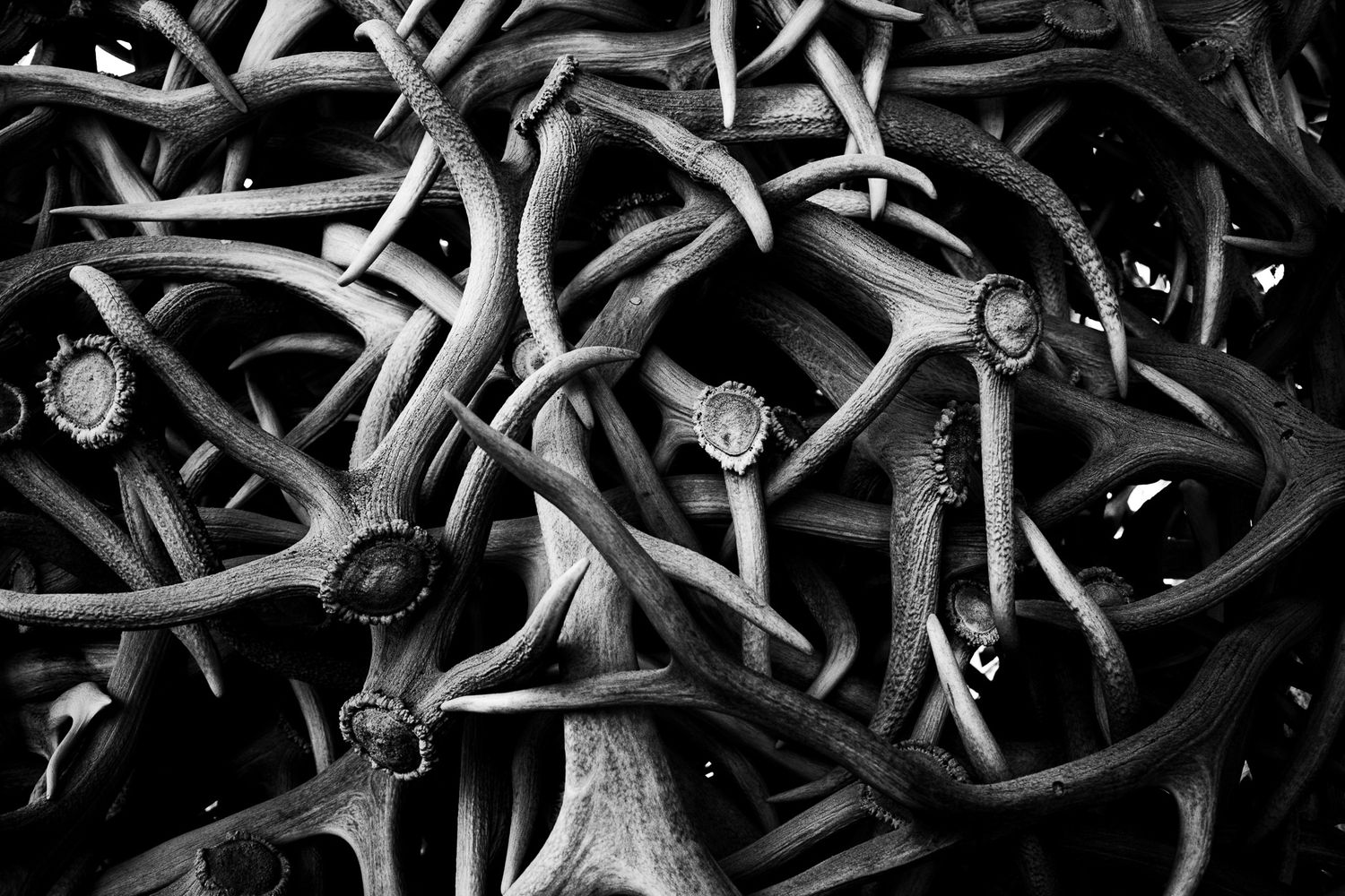 Abstract black and white close-up of tangled elk or deer antlers.