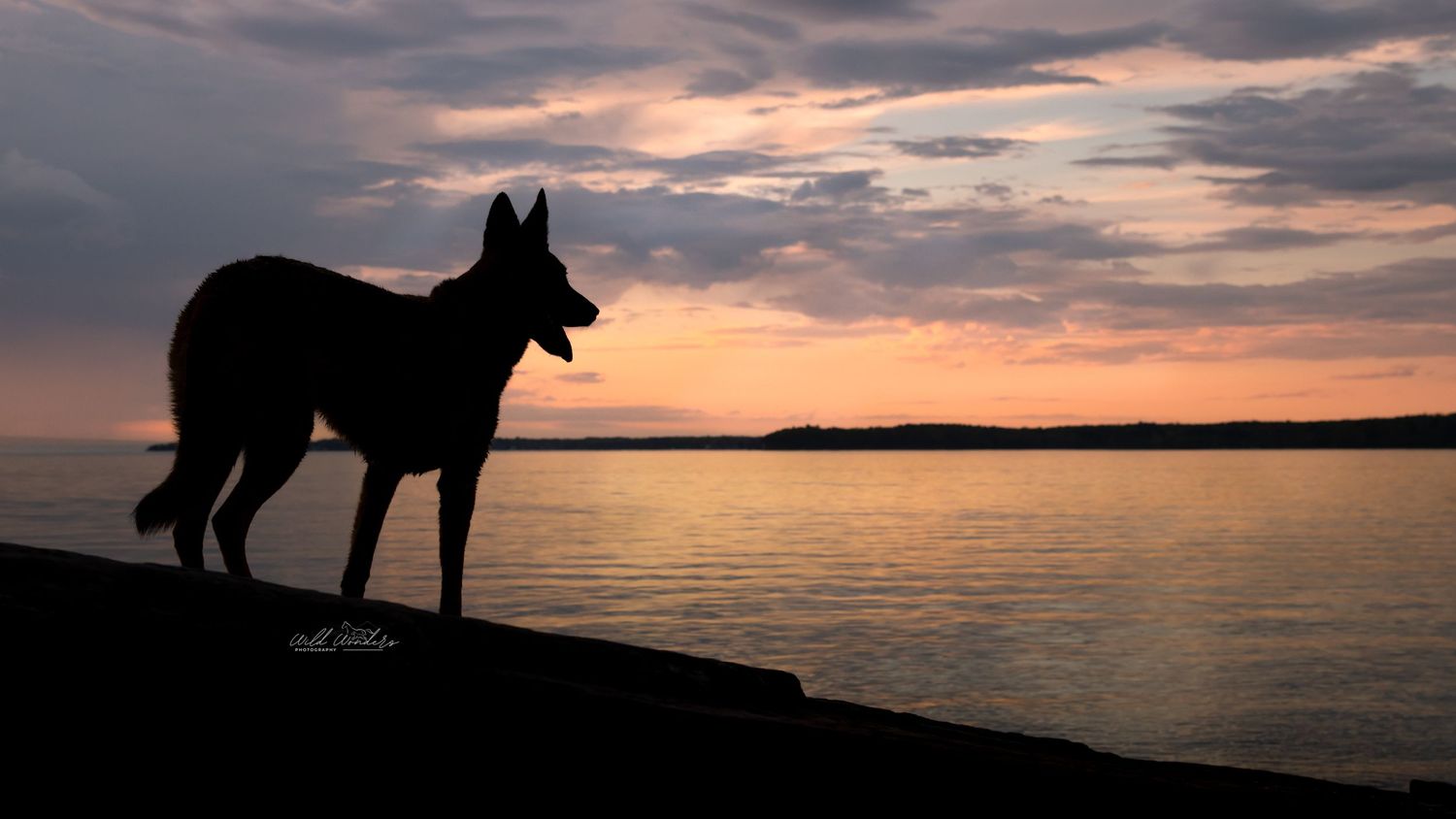 Silhouette of a German Shepherd dog standing on shoreline against dramatic sunset sky over calm waters.