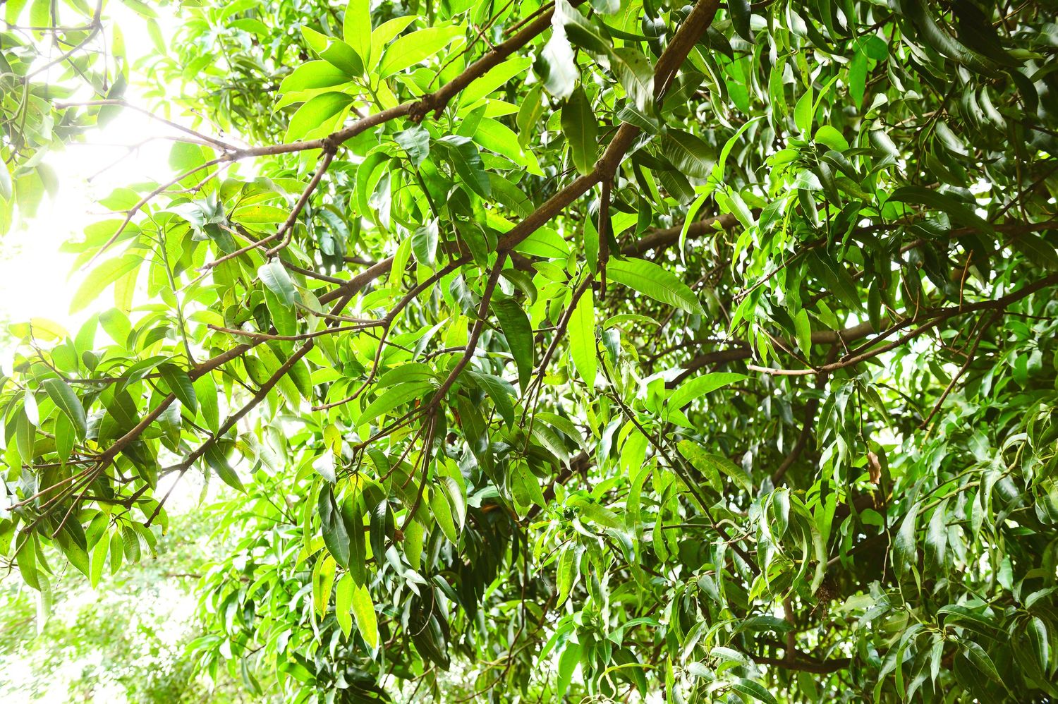 Green leafy tree canopy creates natural shade cover with sunlight filtering through the foliage.