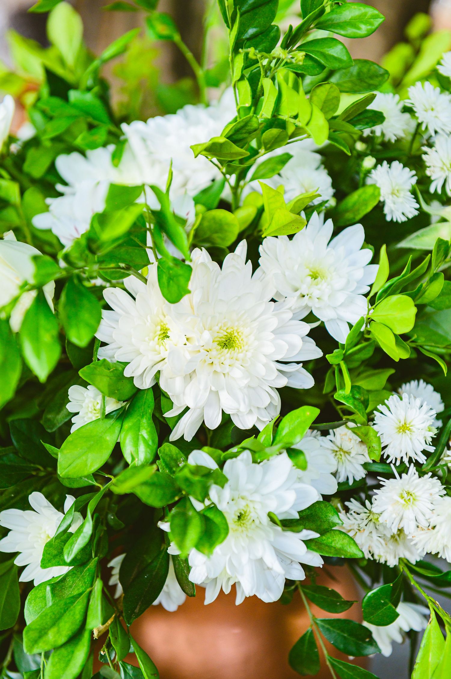 White chrysanthemum flowers with vibrant green foliage arranged in a terracotta pot, creating a fresh garden display.