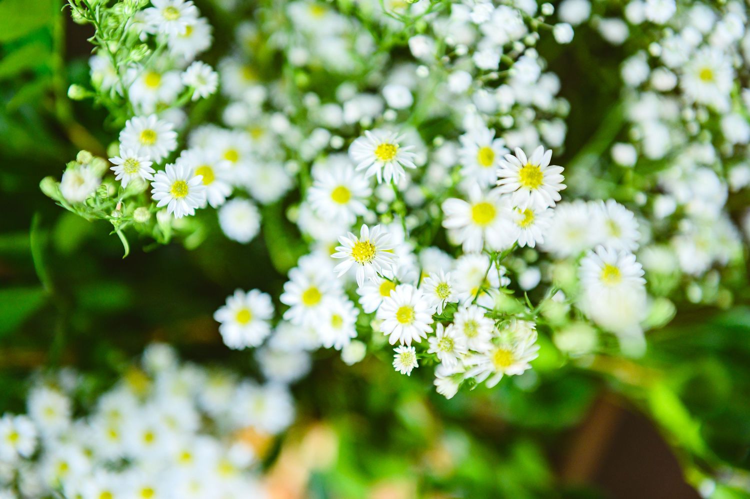 Delicate white daisy flowers with yellow centers blooming against blurred green foliage in a garden setting.
