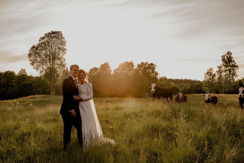 Lantlig bröllopsfotografering med kor, under golden-hour på Näs Herrgård, med Fotograf Veronica Eng.