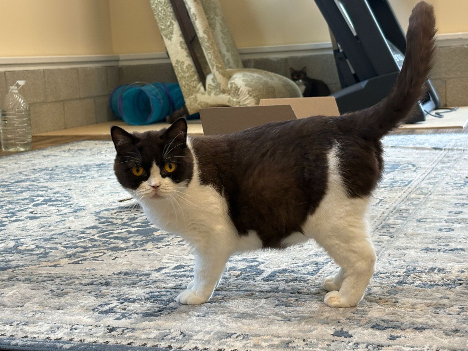 Black and white cat with tuxedo markings stands alertly on a blue patterned area rug in a home setting.