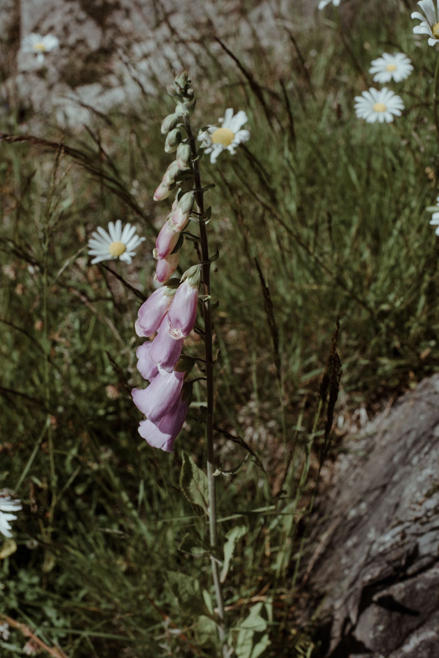 Pink foxglove flowers bloom alongside white daisies in a natural garden setting against lush green foliage.