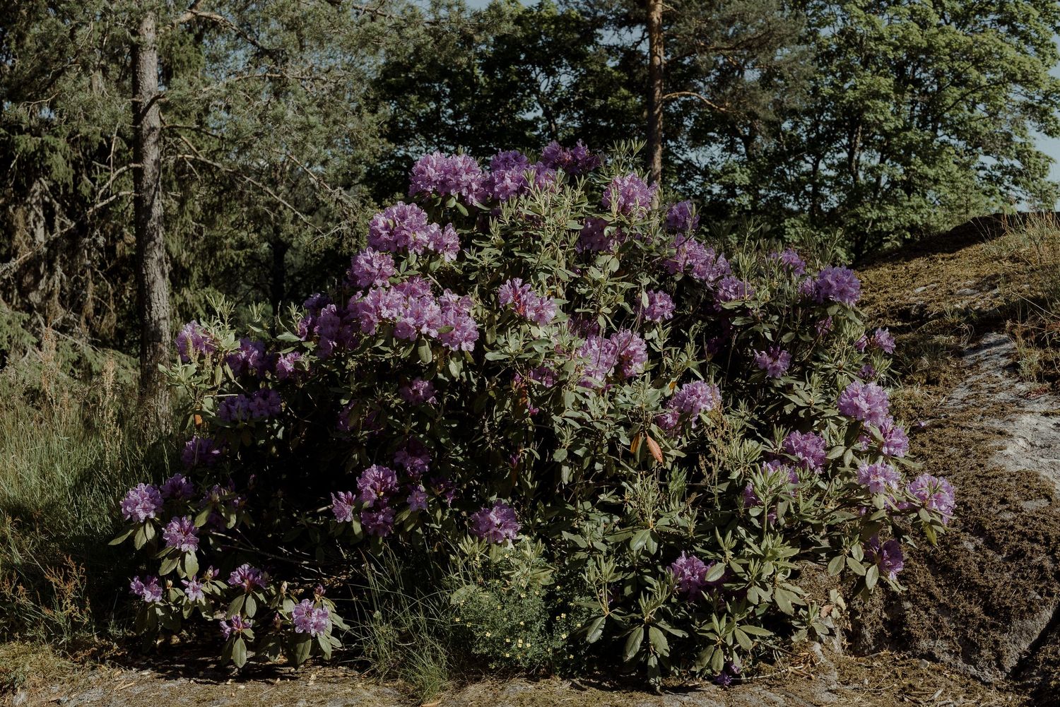 A lush garden pathway lined with blooming purple rhododendron bushes and ornamental plants.