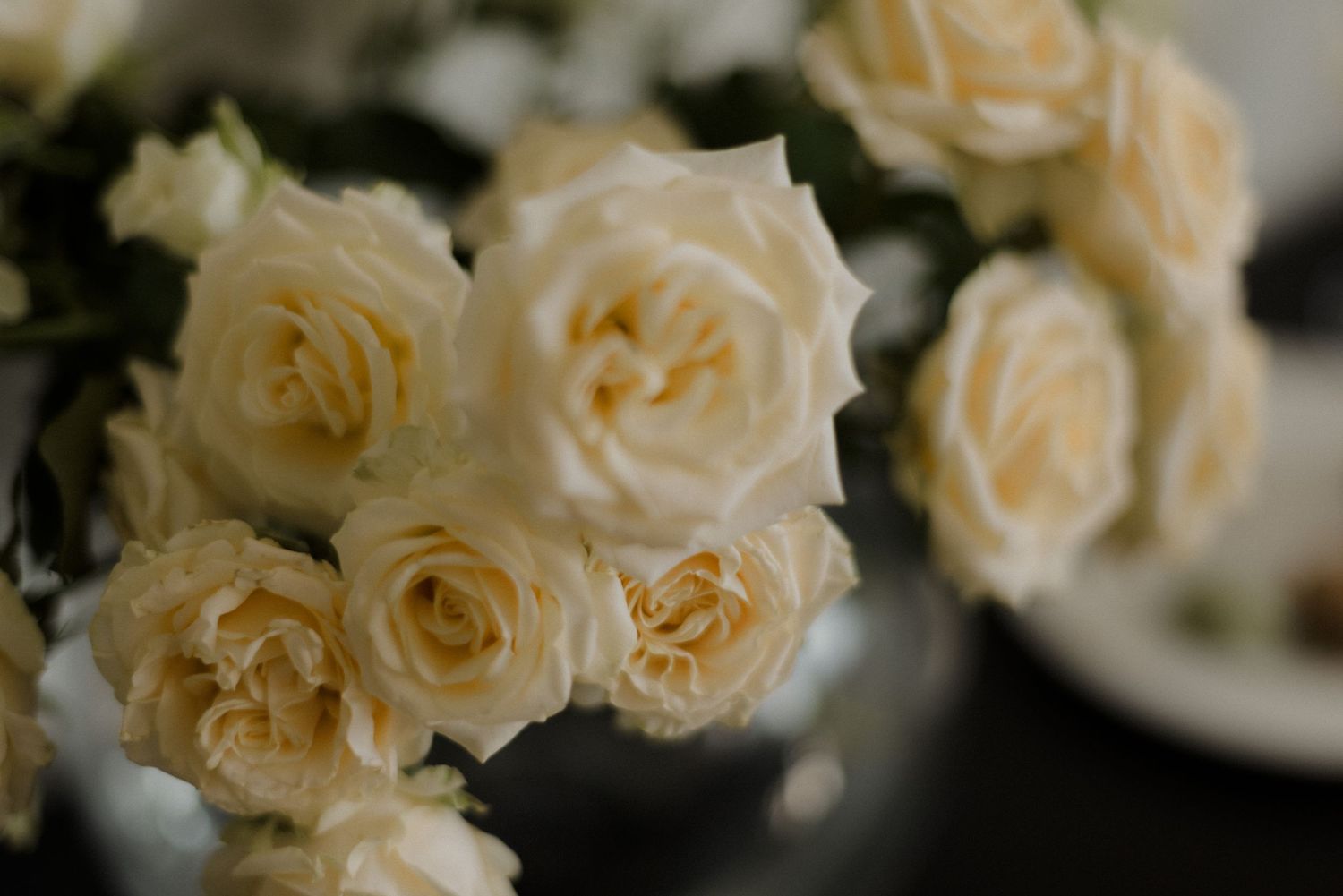 Close up of soft cream-colored roses with delicate petals in moody lighting against a dark background.