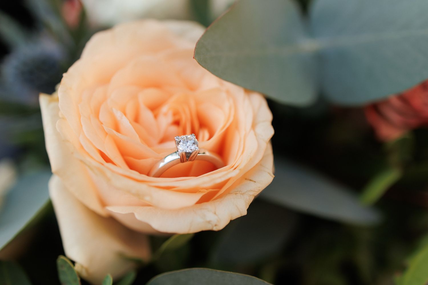 A delicate peach-colored rose bloom with a sparkling diamond engagement ring nestled among its petals.