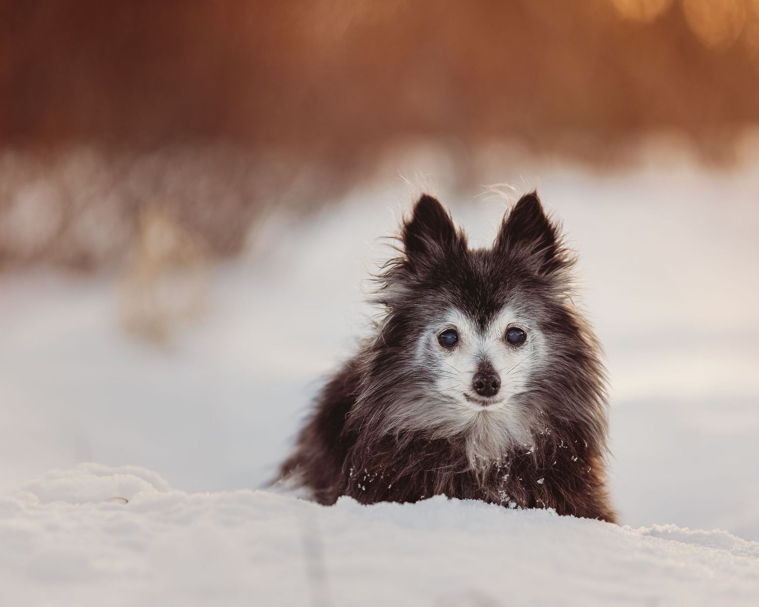 small senior dog in the snow