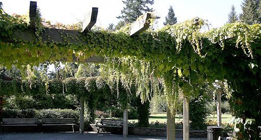 Nestled in the heart of Surrey, Bear Creek Park’s gardens are a hidden gem bursting with vibrant flowers, lush greenery, and winding pathway