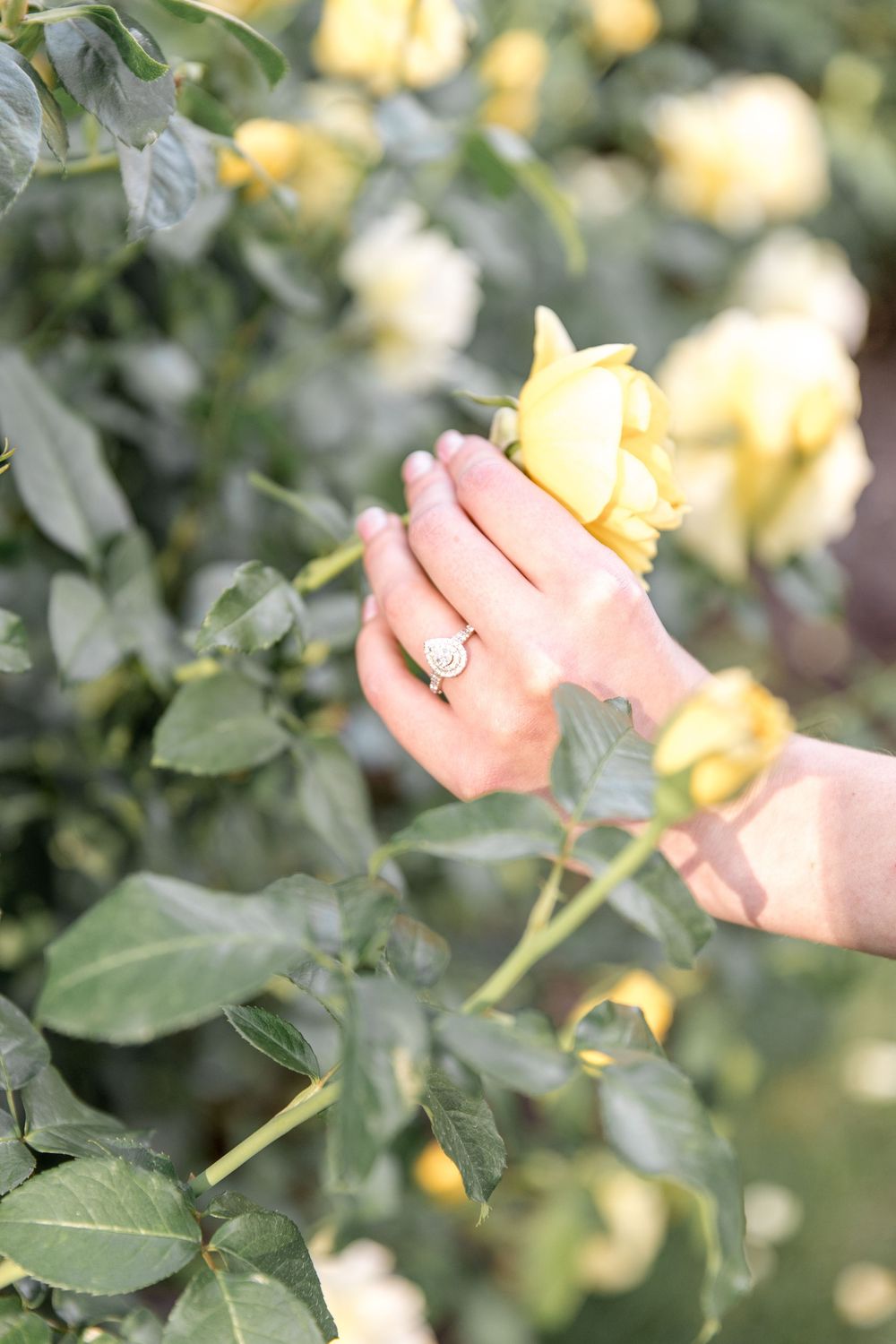 Hands gently touch soft yellow roses growing in a lush green garden with dappled sunlight filtering through the leaves.