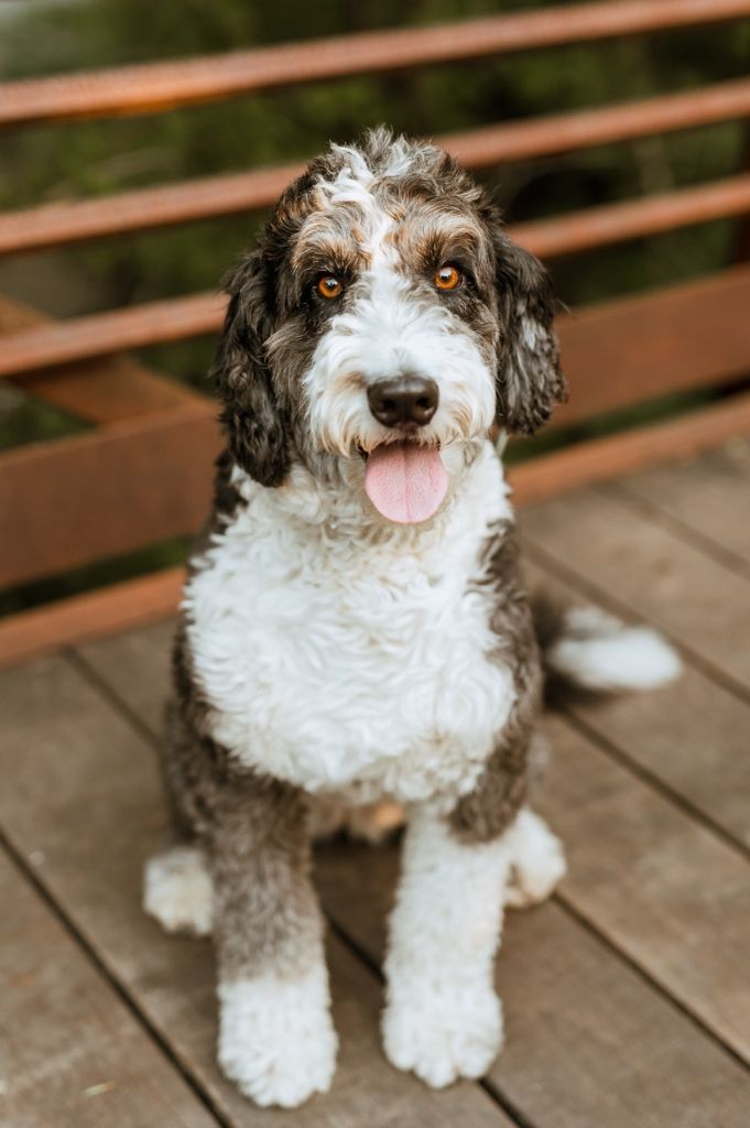 A happy Bernedoodle dog with brown and white curly fur sits attentively on wooden deck boards.