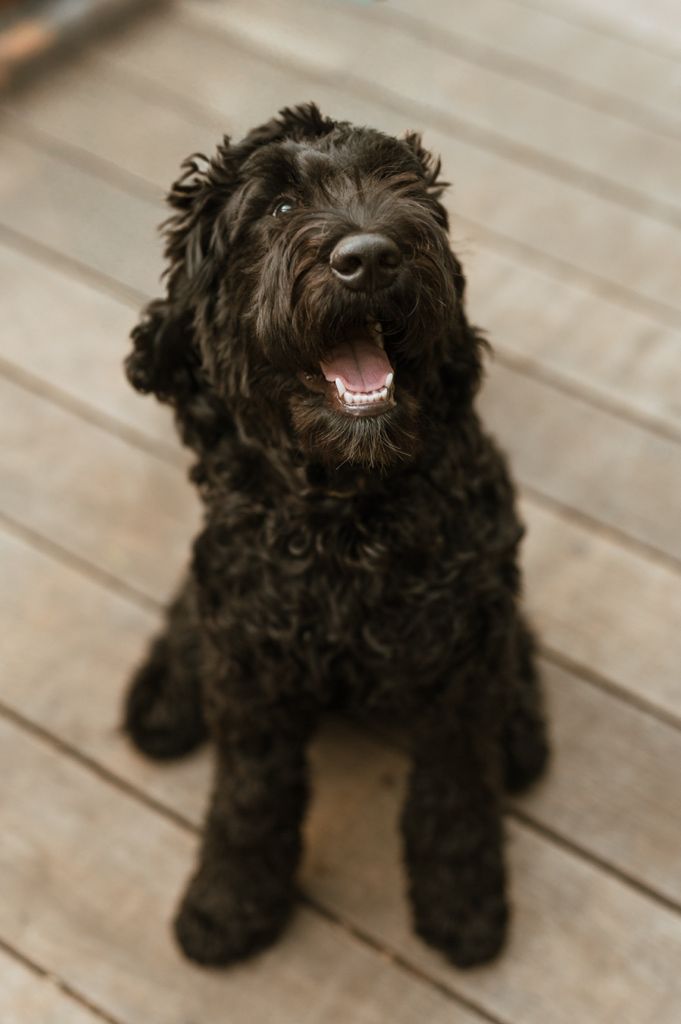 A happy black labradoodle dog with curly fur sits on wooden floor looking up with a big smile.
