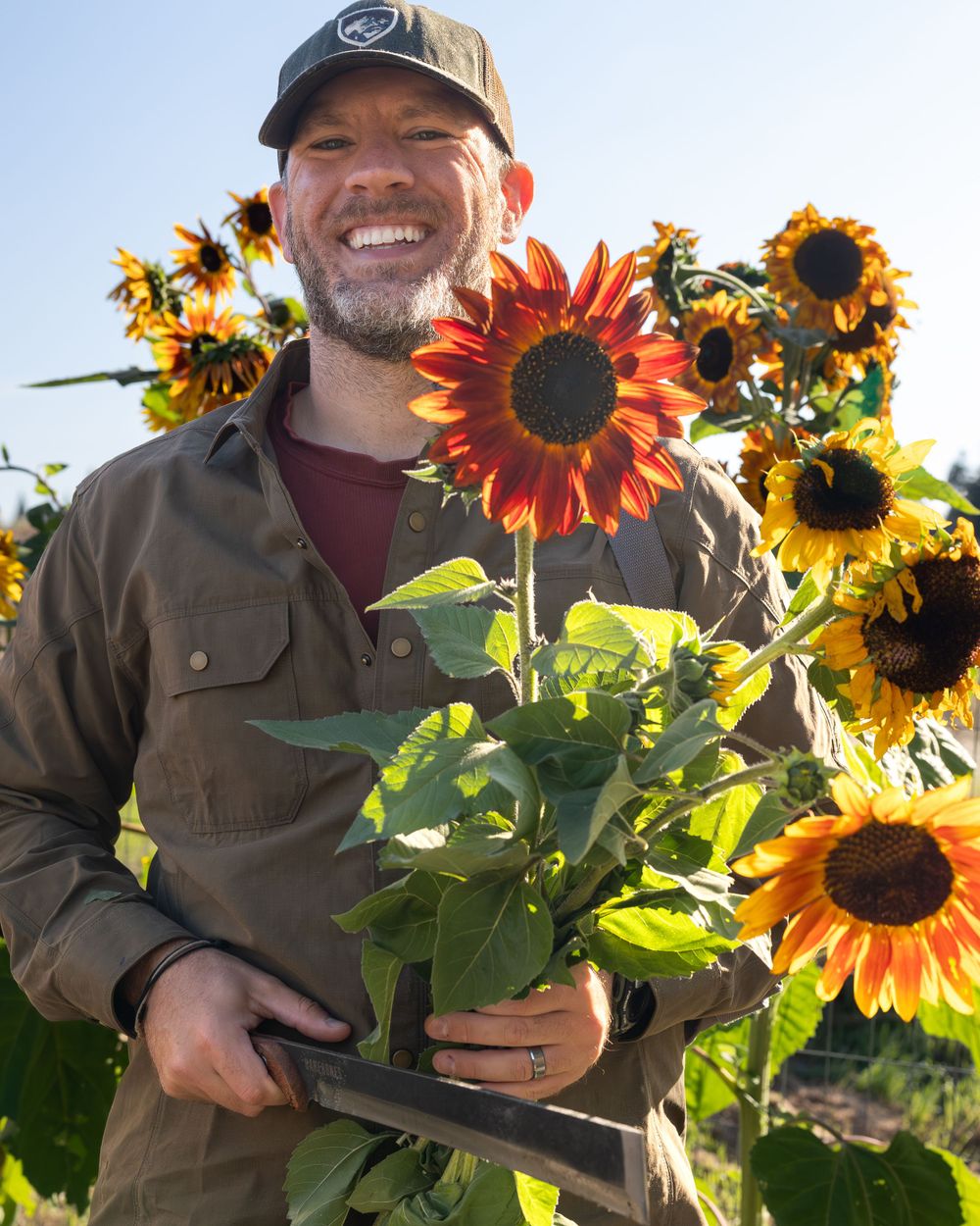 Person holds vibrant red sunflower while standing in sunflower field.