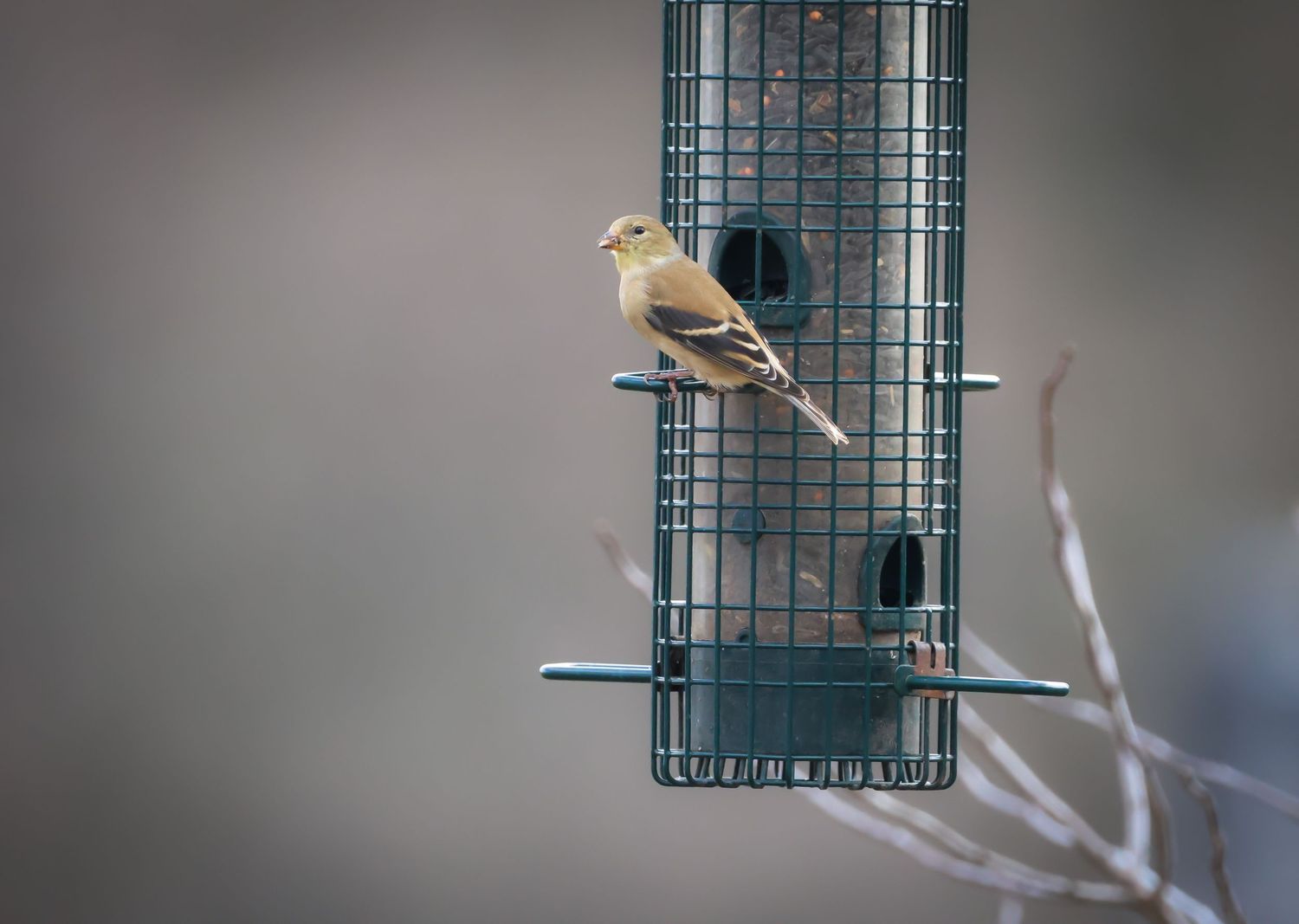 A yellow American Goldfinch perches on a green wire mesh bird feeder in winter.