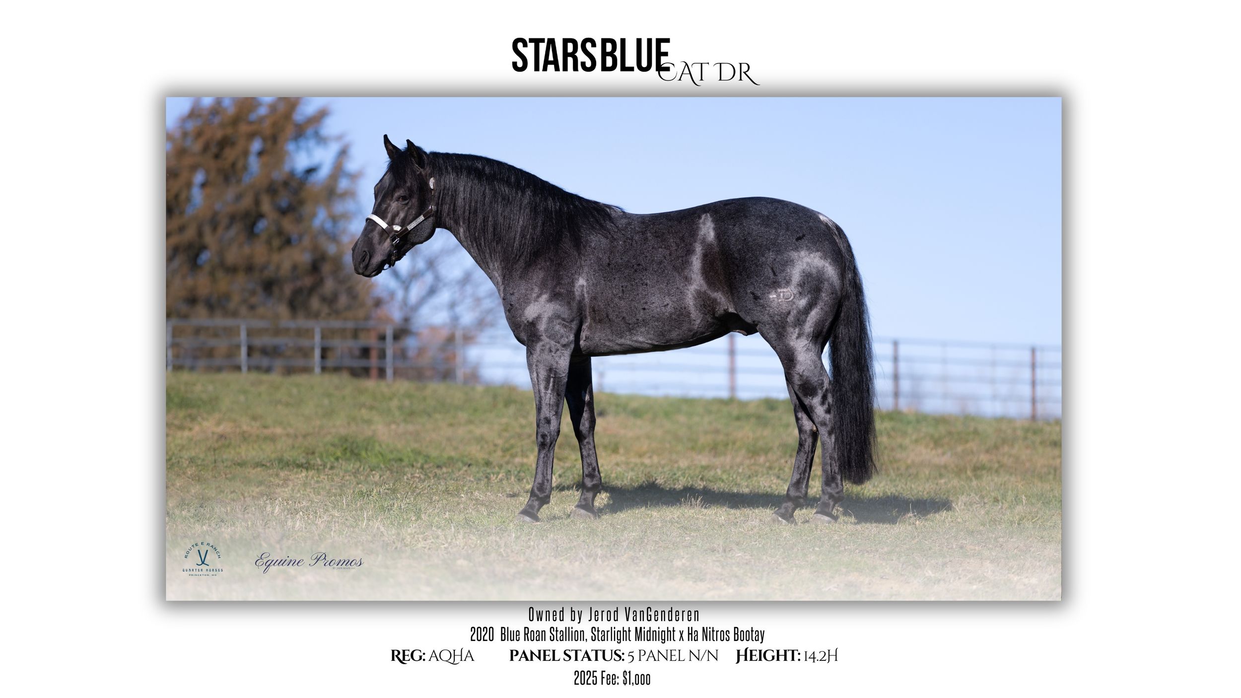 STARSBLUE CAT DR EQUINE PROMOS