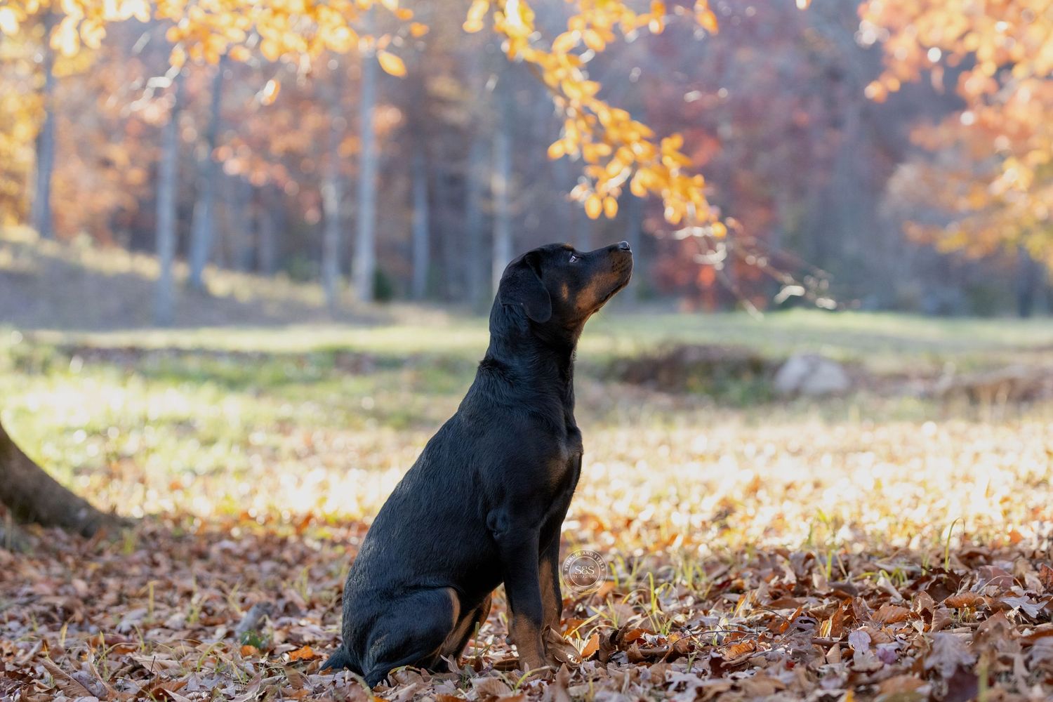 Rottweiler puppy sitting