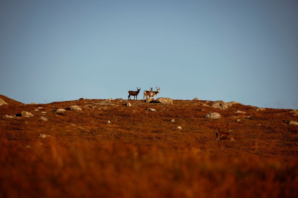 Two deer silhouettes stand on a rugged hilltop against a clear sky at sunset.