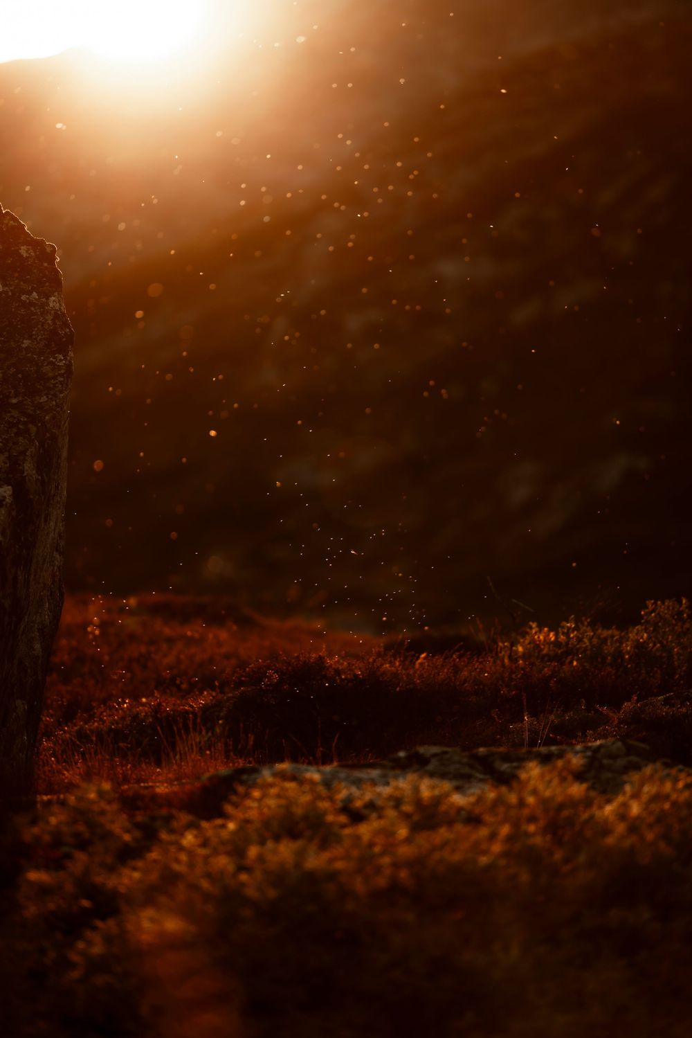 Mystical forest scene with glowing orange sunlight filtering through particles in the dark moody atmosphere.