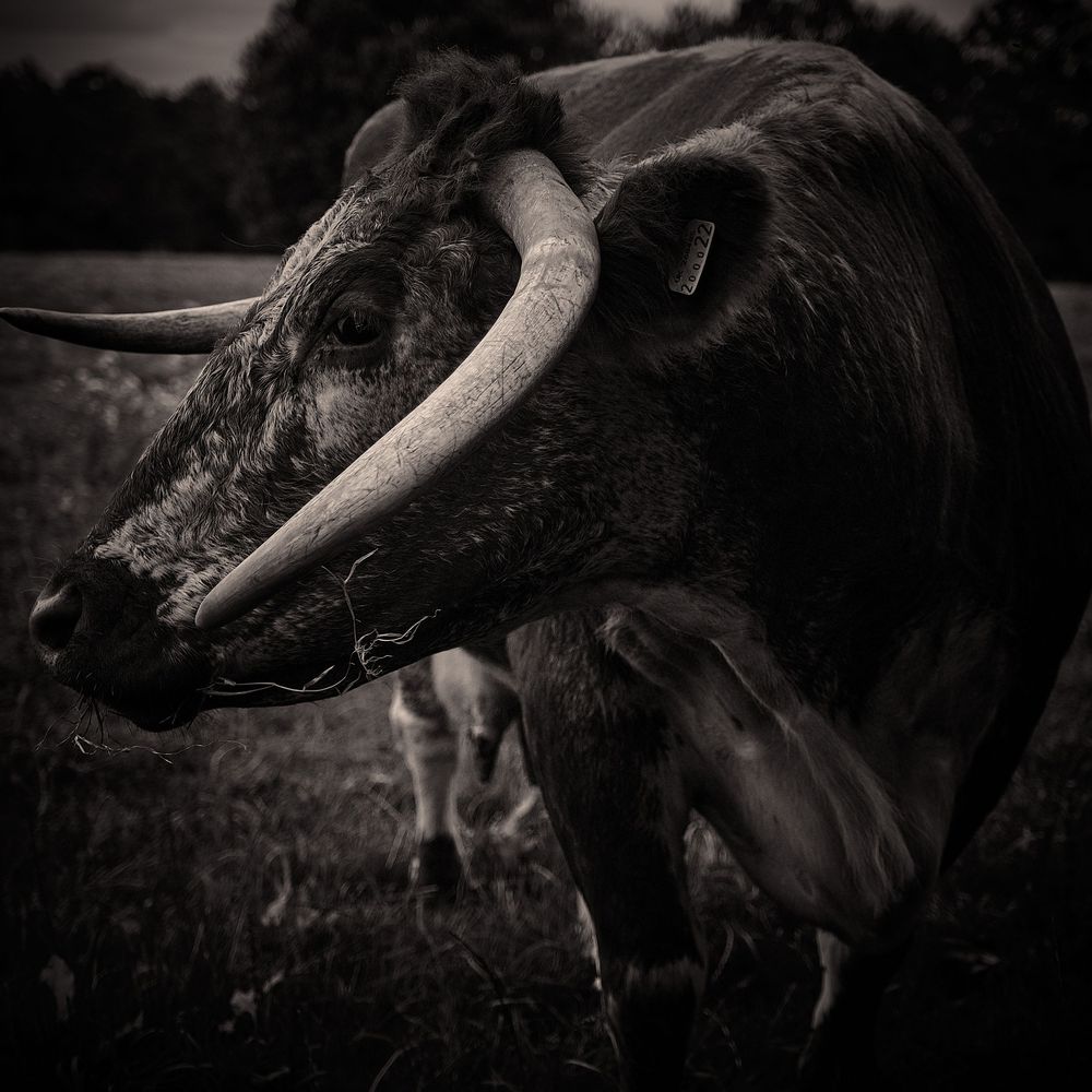 Dramatic black and white close-up portrait of a Texas Longhorn bull with curved horns in a pastoral field setting.